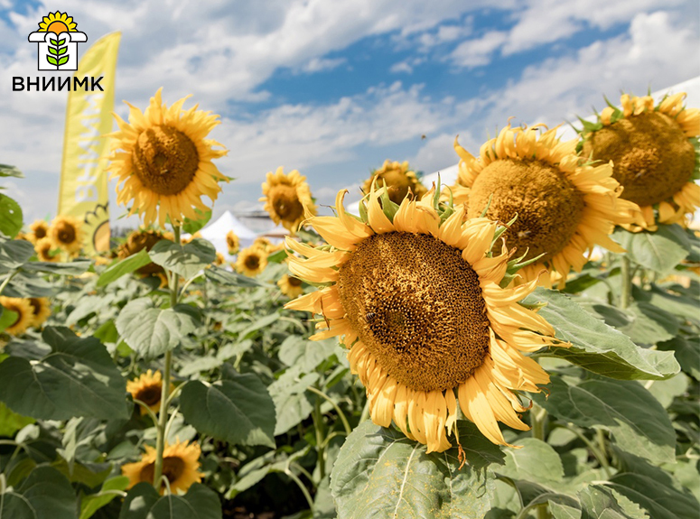 Березанское-(1)