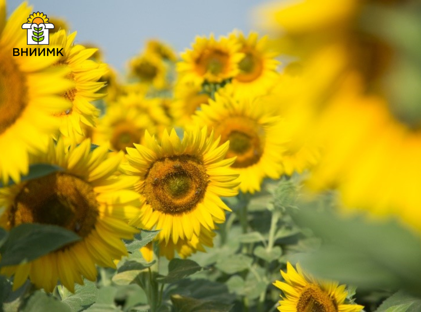 Особенности-обработки-почвы-под-подсолнечник-в-Краснодарском-крае