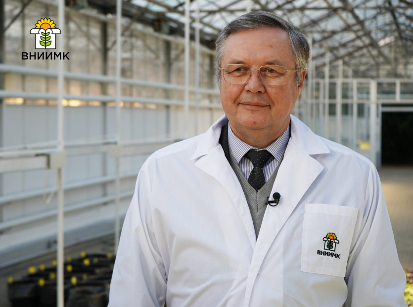 В-Краснодарском-крае-селекционеры-создали-зимующий-сорт-льна