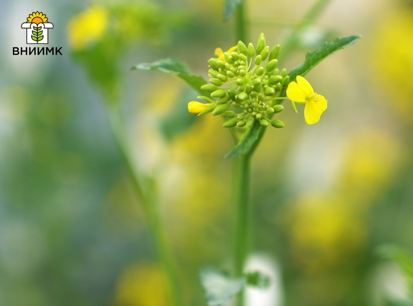 Селекционеры-ВНИИМК-создали-16-новых-сортов-и-гибридов-масличных-культур