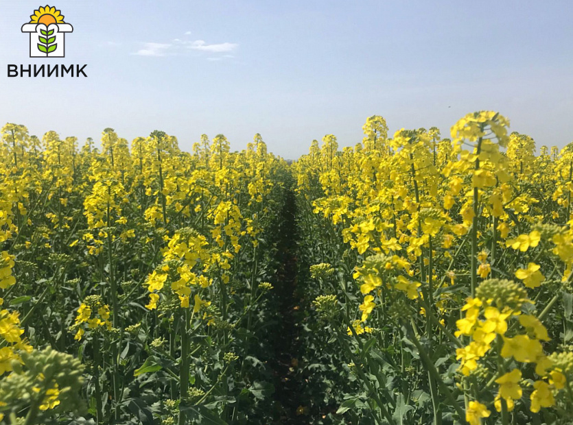 ОЛИВИН-–-первый-в-России-высокоолеиновый-сорт-рапса-озимого