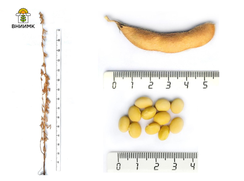 Соя-Мамонт-1