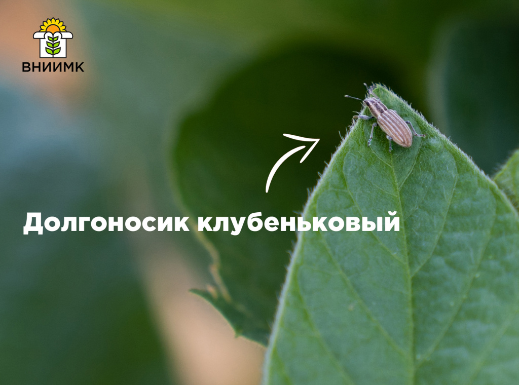 Долгоносик клубеньковый.jpg