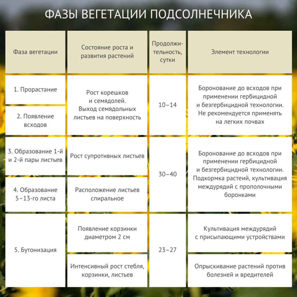 Подсолнечник таблица 1.png