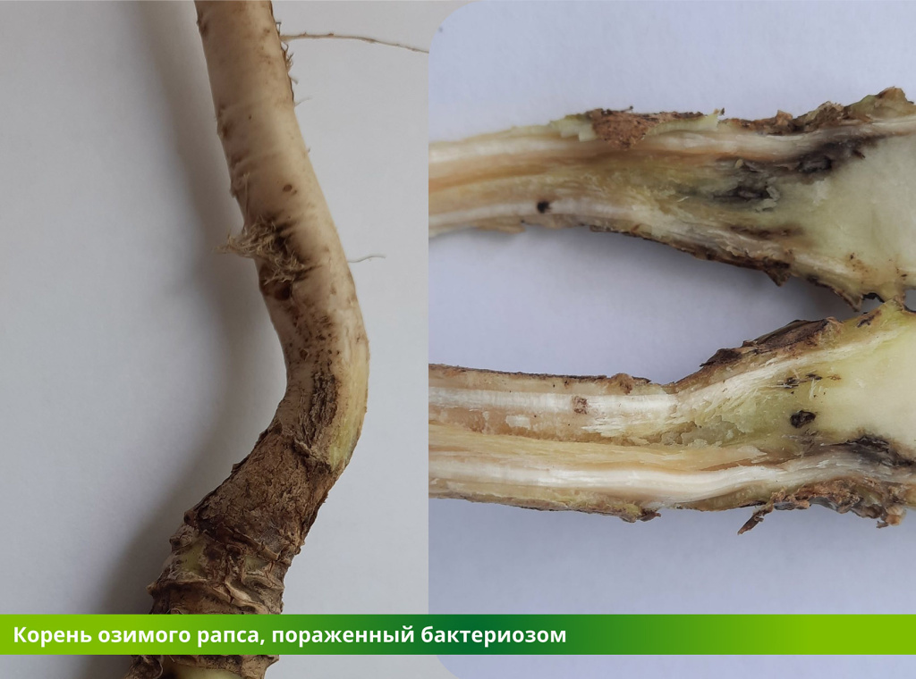 Бактериоз – угроза урожаю озимого рапса_.jpg