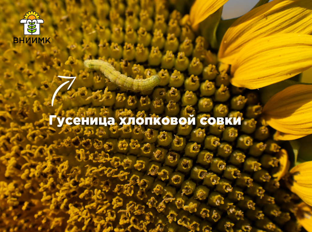 Гусеница хлопковой совки.jpg