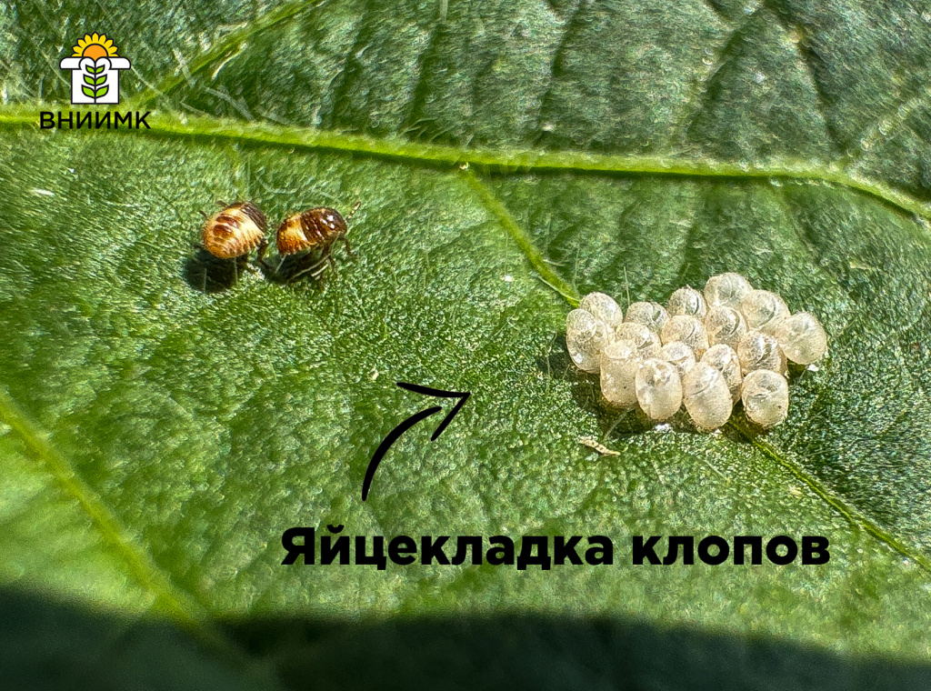 Яйцекладка клопов.jpg