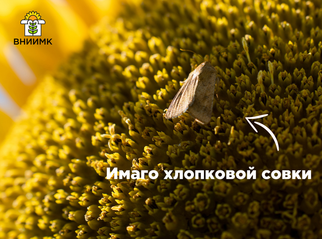 Имаго хлопковой совки.jpg