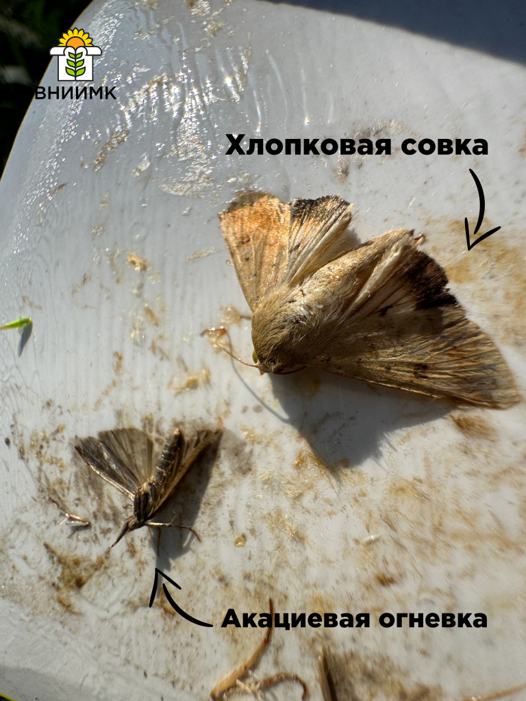 Совка+огневка.jpg