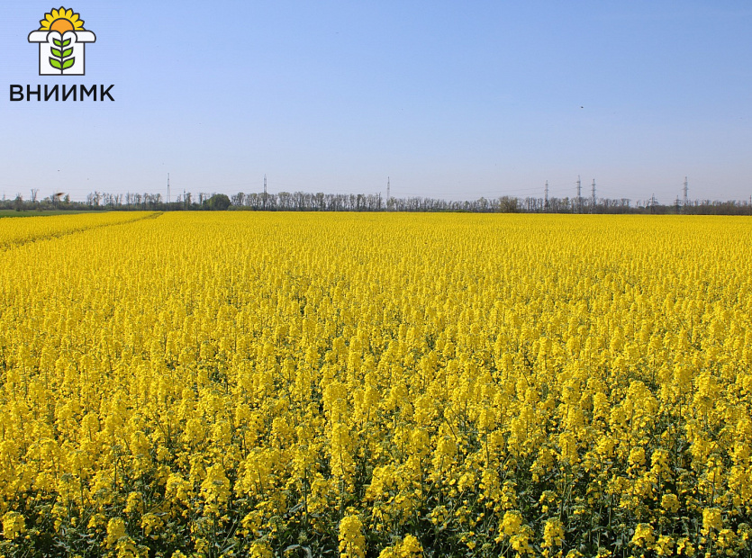 Рапс-САРМАТ