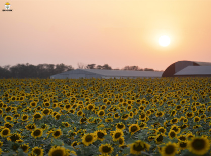 Подсолнечник, соя, рапс: ВНИИМК передал 20 перспективных образцов на государственное сортоиспытание