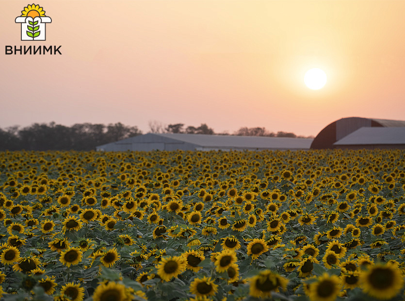 VNIIMK-peredal-20-perspektivnykh-obraztsov-na-gosudarstvennoe-sortoispytanie-