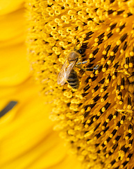 Гибриды подсолнечника Донской 22 ОР