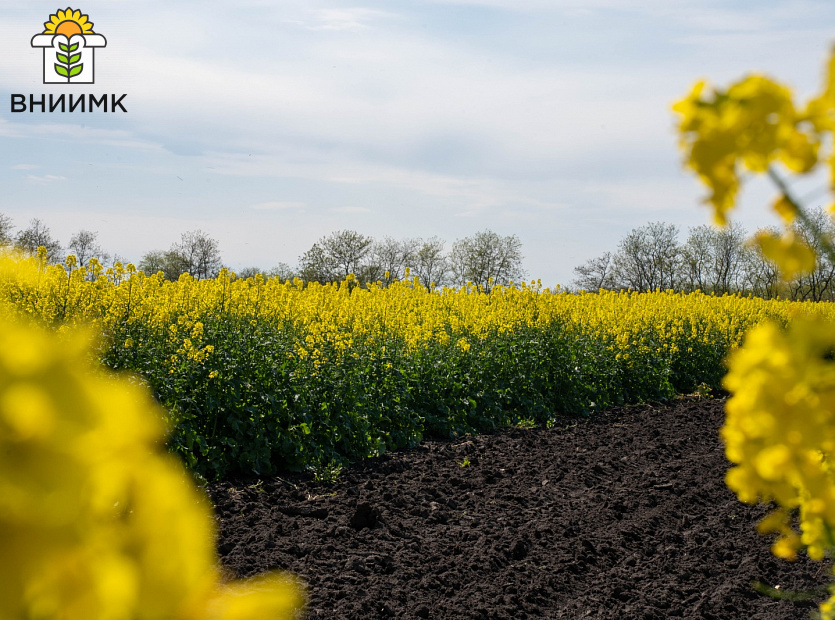«Дебют»-ВНИИМК-и-другие-селекционные-достижения-ученых