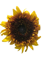 Подсолнечник декоративный Мажор