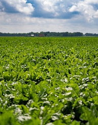 Сахарная свекла Корвет