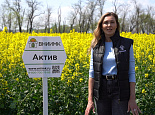 Новинка селекции – сорт озимого рапса Актив