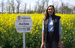 Новинка селекции – сорт озимого рапса Актив