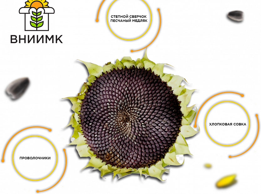 Как-защитить-свои-посевы(подсолнечник)