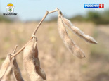 Сорт сои ИРБИС - наука рождается в поле!