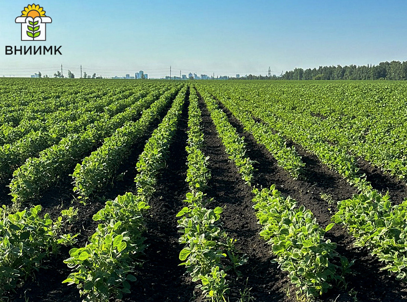 Сорт-сои-Липчанка-2