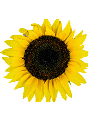 Подсолнечник декоративный Физалия