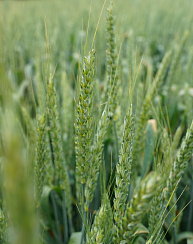 Озимая пшеница Гомер