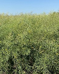 Озимый рапс Гамбит