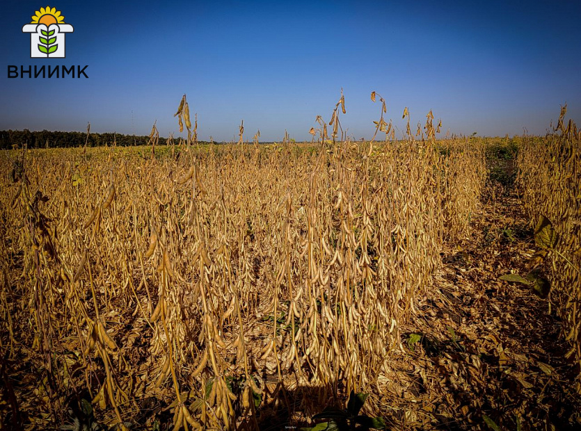 Соя-Липчанка-–-отличный-предшественник-для-озимой-пшеницы-6