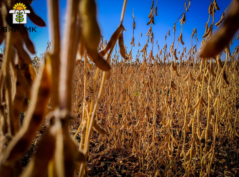 Соя-Липчанка-–-отличный-предшественник-для-озимой-пшеницы-2