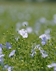  ФЛИЗ