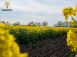 Agrobook: «Дебют» ВНИИМК и другие селекционные достижения ученых