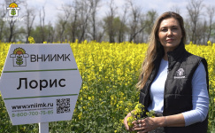 Самый большой урожай надземной массы озимого рапса – у Лориса*