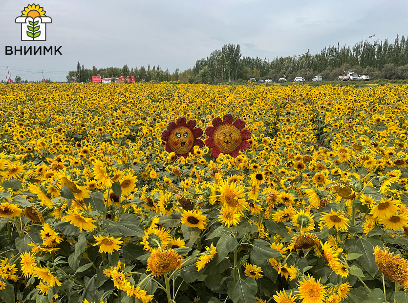 Яков-Николаевич-Демурин-выступил-на-Международной-конференции-по-подсолнечнику-2