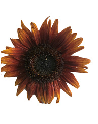 Подсолнечник декоративный Агат