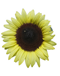 Подсолнечник декоративный Жемчужный