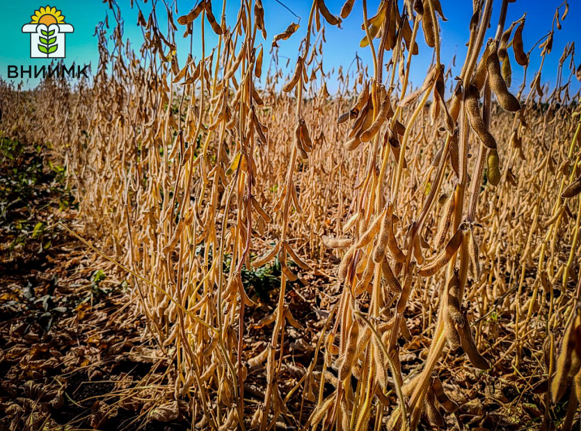 Соя-Липчанка-–-отличный-предшественник-для-озимой-пшеницы-3