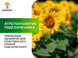 Применение удобрений для качественного урожая подсолнечника