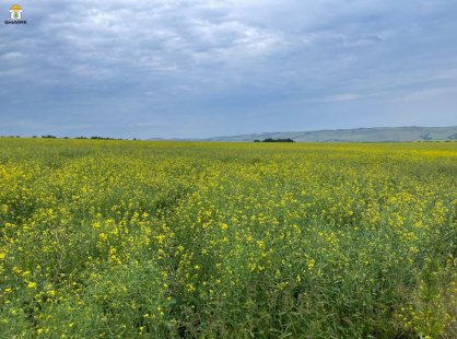 Форпост КЛ – лидер по объему высева семян в Красноярском крае