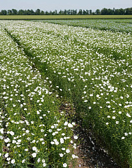 Лен масличный Светлячок