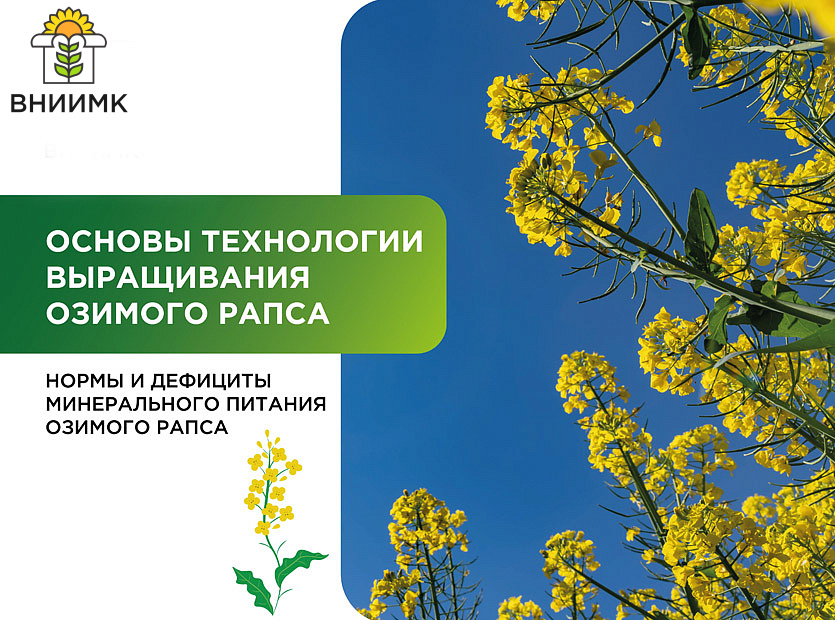 Mineralnoe-pitanie-ozimogo-rapsa
