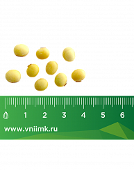  Ирбис