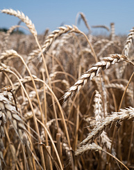 Озимая пшеница Еланчик