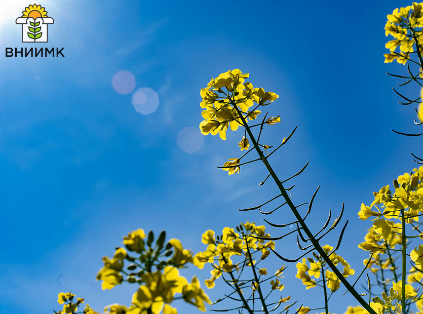 Озимый-рапс-–-отличный-предшественник-для-зерновых-культур-