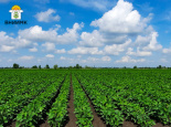 На Кубани доля отечественных семян сои составляет 80 %