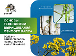 Болезни озимого рапса: черная ножка и альтернариоз