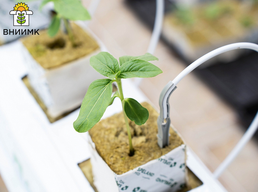 Ученые-ВНИИМК-проводят-эксперимент-по-выращиванию-подсолнечника-гидропонным-способом-4