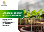 Гербицидная защита подсолнечника: довсходовый и послевсходовый контроль сорной растительности