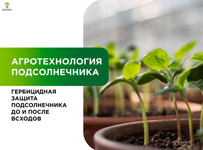 Гербицидная защита подсолнечника: довсходовый и послевсходовый контроль сорной растительности