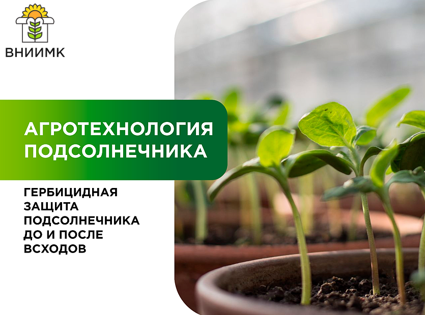 Gerbitsidnaya-zashchita-podsolnechnika-do-i-posle-vskhodov